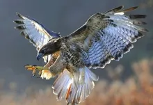 flying birds claws hawks birds 1920x1200 wallpaper Art HD Wallpaper